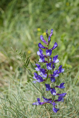 Vicia villosa / Vesce de Russie