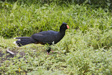 Crax mitu / Grand hocco à bec de rasoir