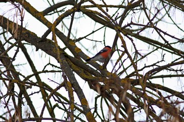Beautiful red bright bird Eurasian common Bulfinch Pyrrhula Pyrrhula sitting on tree branches in...