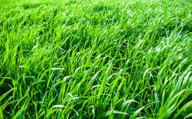 Green grass wheat in field