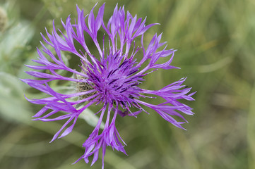 Centaurea uniflora / Centaurée à un capitule
