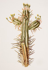 Illustration botanique / Euphorbia heptagona / Euphorbe