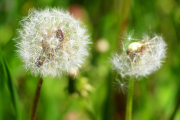 Dandelions close up, green grass field