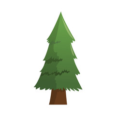 pine tree icon over white background. colorful design. vector illustration