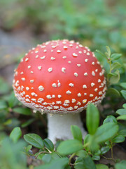 One white mushroom in the grass