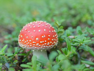 One white mushroom in the grass