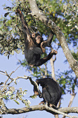 Fototapeta premium Pan troglodytes / Chimpanzé