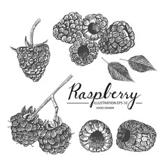 Raspberry hand drawn collection by ink and pen sketch. Isolated vector design for fruit and vegetable products and health care goods.