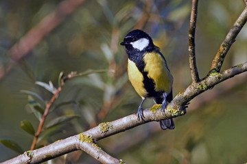 Parus major / Mésange charbonniere