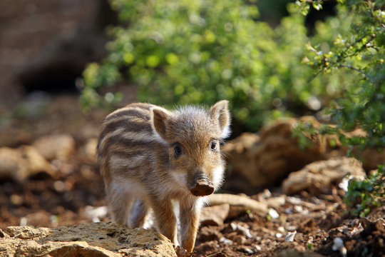 448 Best Marcassin Images Stock Photos Vectors Adobe Stock