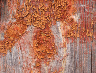 Wooden texture. Wood texture with natural pattern