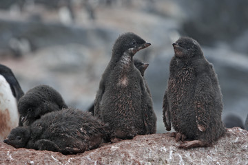 Pygoscelis adeliae / Manchot d'Adélie