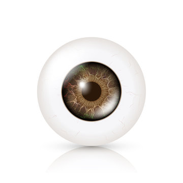 Photo Realistic Eyeball. Human Retina. Vector Illustration Of 3d Human Glossy Eye With Shadow And Reflection. Front View. Isolated On White Background