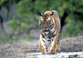 Fototapeta na wymiar Panthera tigris tigris / Tigre du Bengale / Tigre royal