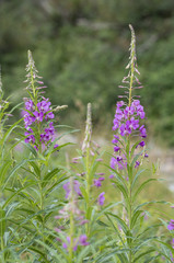 Epilobium angustifolium / Epilobe à feuilles étroites