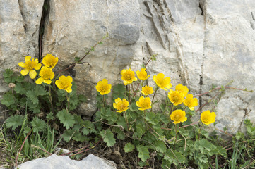 Geum reptans / Benoite rampante