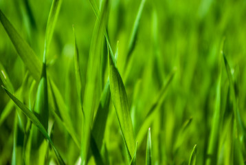 Fototapeta na wymiar Green grass wheat in field