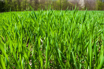 Green grass wheat in field