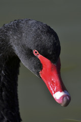 Cygne noir / Cygnus atratus