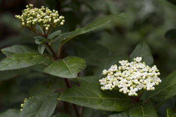 Viburnum tinus / Laurier-tin