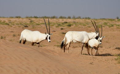 Arabische Oryx