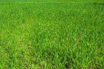 Fototapeta premium Green grass wheat in field