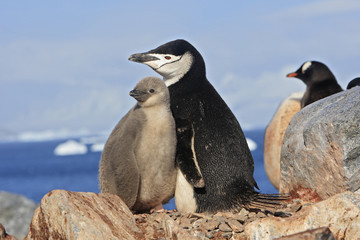 Pygoscelis antarcticus / Manchot à jugulaire