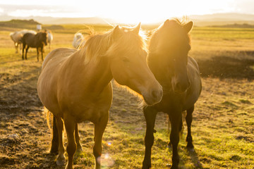 Islandpferde in der Mitternachtssonne Islands