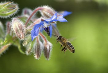 Abeille domestique sur Bourrache officinale