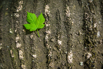 green leaf on wood