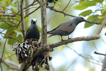 Anous tenuirostris / Noddi mariane