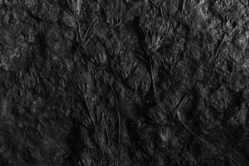 fossil texture   © praphab144