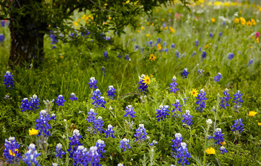A Field Full of a Variety of Beautiful Wildflowers. Spring in Texas.