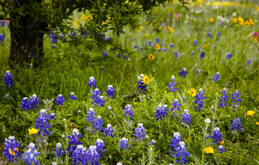 A Field Full of a Variety of Beautiful Wildflowers. Spring in Texas.