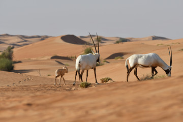 Oryxantilopen 