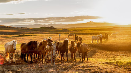 Fototapeta na wymiar Group of Icelandic horses