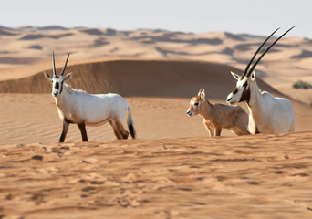 Oryxantilopen 