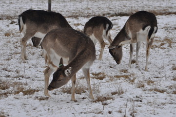 Damwild im Winter
