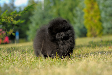 Portrait of german spitz puppy on grass