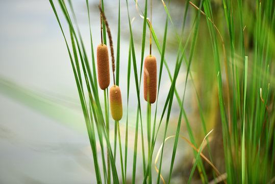 Cattails/bulrush beside river. It has another vivid name: corn dog grass. 