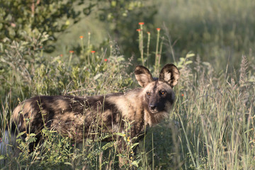 Close up portrait of african wild dog