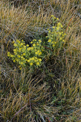 Saxifraga aizoides / Saxifrage faux aizoon