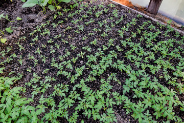 Seedlings of tomato. Growing tomatoes in the greenhouse. Seedlin