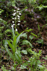 Cephalanthera longifolia / Céphalanthère à feuilles en épée