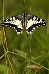 Papilio machaon / Machaon / Grand porte queue