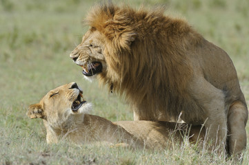 Panthera leo / Lion / Lionne