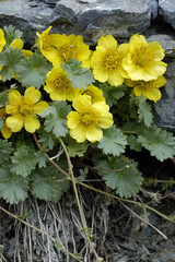 Geum reptans / Benoite rampante
