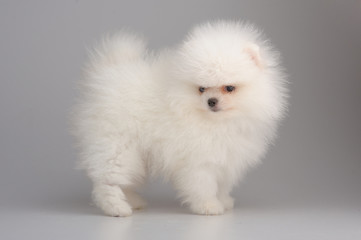 Portrait of white spitz puppy