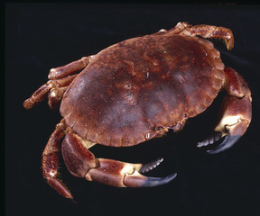 Tourteau / Cancer pagurus