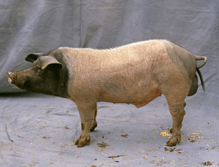 Porc / Cochon / Race : Gascon